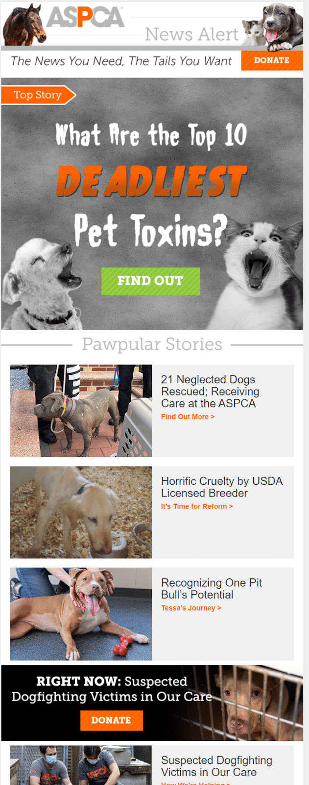 Esempio di email newsletter ASPCA